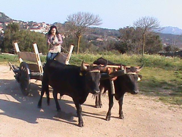 Agriturismo Il Muto Di Gallura Aggius Exterior photo